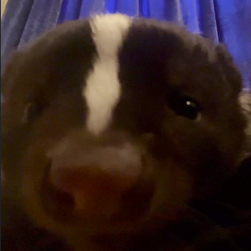 StardustSkunk
