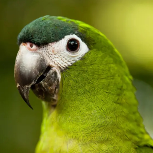 Parrots